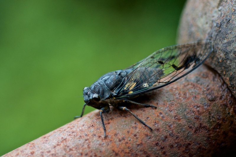 Cigarra negra