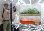 Marihuana Cannabis de laboratorio
