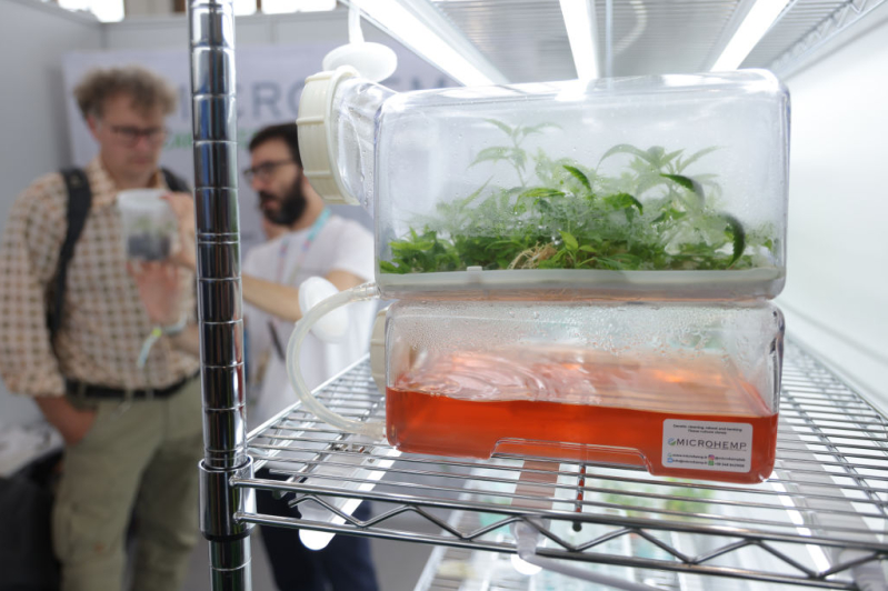 Marihuana Cannabis de laboratorio