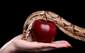 Serpiente y manzana roja