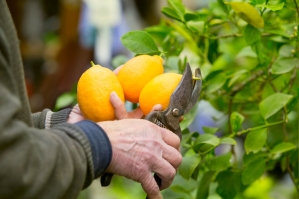 Podando frutos de un árbol