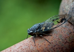 Plaga de insectos en Estados Unidos: ¿señales del fin?