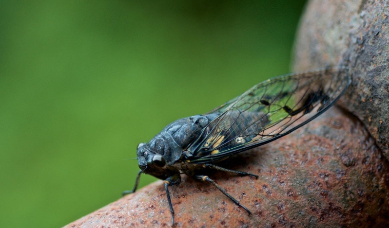 Plaga de insectos en Estados Unidos: ¿señales del fin?