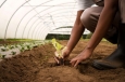 Congregaciones en Bogotá, Quito y Lima invierten en agricultura para combatir la inflación