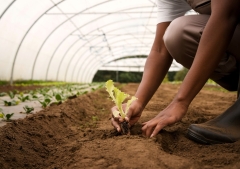 Congregaciones en Bogotá, Quito y Lima invierten en agricultura para combatir la inflación