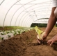 Congregaciones en Bogotá, Quito y Lima invierten en agricultura para combatir la inflación