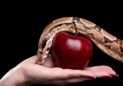 ¿Cómo sé si algo es pecado?